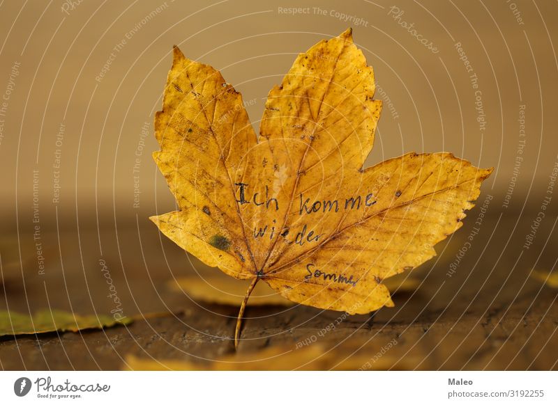 I'll be back. Summer. Background picture Wood Maple tree Autumn Yellow Nature Concepts &  Topics Design Beautiful Abstract Leaf Wooden board Natural Tree