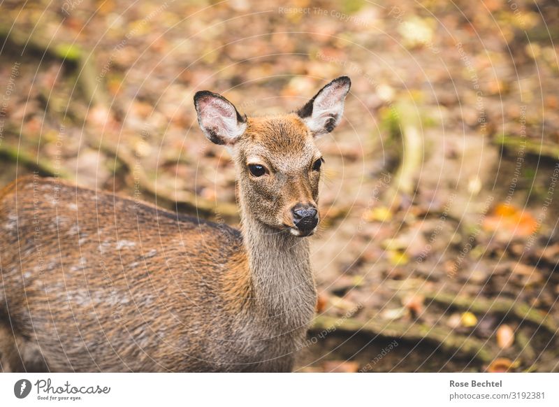 a deer Animal Wild animal Roe deer 1 Natural Cute Brown Autumn Hunting Vension Colour photo Exterior shot Deserted Copy Space left Copy Space right Day