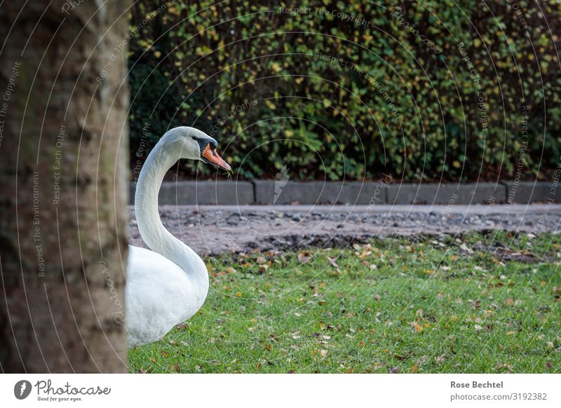 A swan Animal Wild animal Swan 1 Natural Curiosity Brown Green White Come come out Visible Colour photo Exterior shot Deserted Copy Space right Day