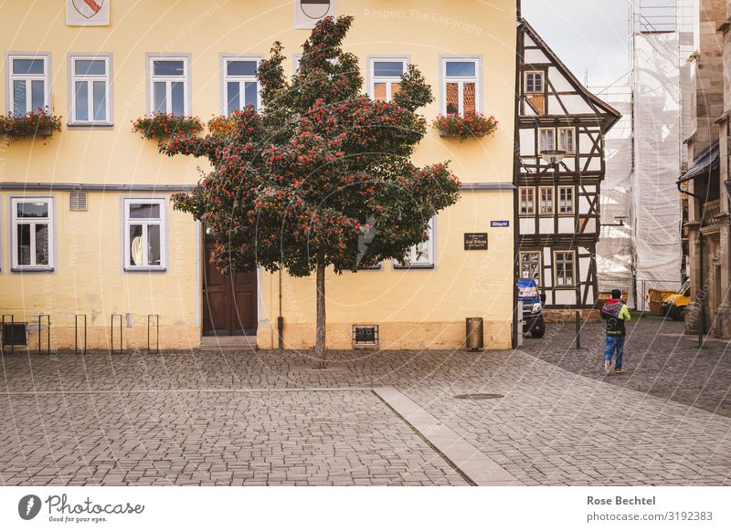 Schmalkalden Altmarkt Environment Autumn Tree Germany Thuringia university town Half-timbered facade Europe Town Old town Brown Yellow Green Construction site