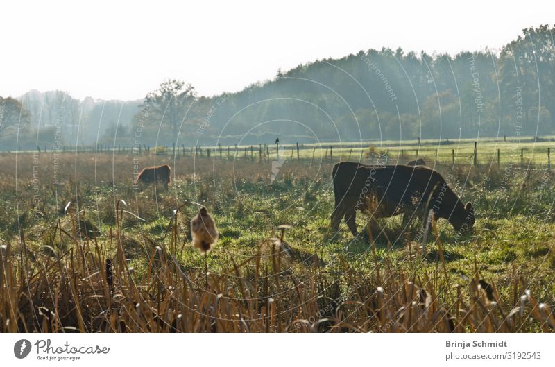 Walk in autumn in the moor, cattle in the back light Nature Landscape Plant Beautiful weather Fog Foliage plant Meadow Bog Marsh Pet Farm animal Cow Herd