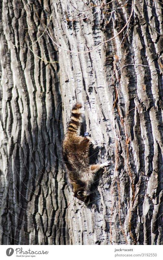 hard way down, not for the marten Tree trunk Tree bark Marten 1 Hang Crawl Authentic Cute Strong Willpower Determination Lanes & trails Climbing Downward