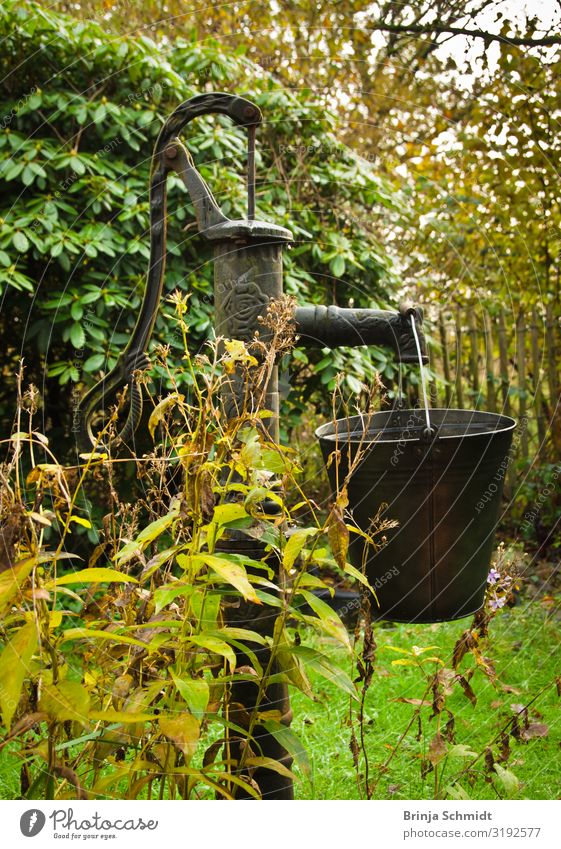 An old hand pump in the garden with a metal bucket Garden Hand pump Bucket Nature Water Autumn Plant Tree Grass Bushes Meadow Forest Work and employment Utilize