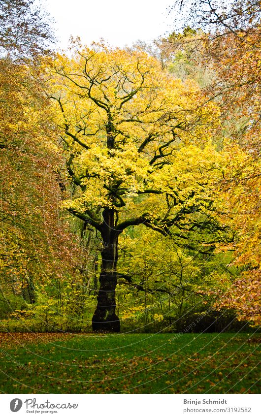 A tree in autumn with bright yellow leaves Trip Hiking Nature Landscape Plant Autumn Tree foliage Park Meadow green Old Illuminate To dry up Growth Authentic