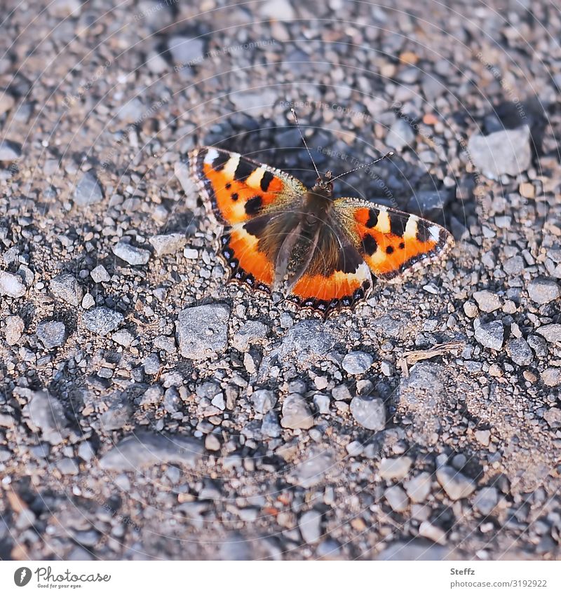 ground landing Small tortoiseshell Butterfly Noble butterfly Aglais urticae Nymphalis urticae Honeysuckle butterflies Domestic native butterfly Summer feeling