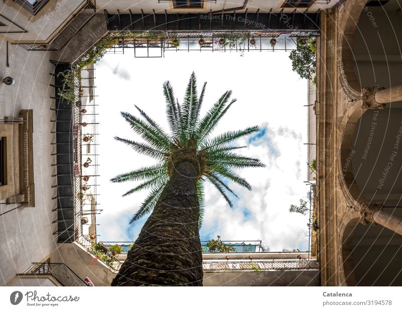 A palm tree grows in the courtyard of a building Plant Sky Clouds Palm tree Palm frond Palermo Italy Sicily Capital city Old town House (Residential Structure)