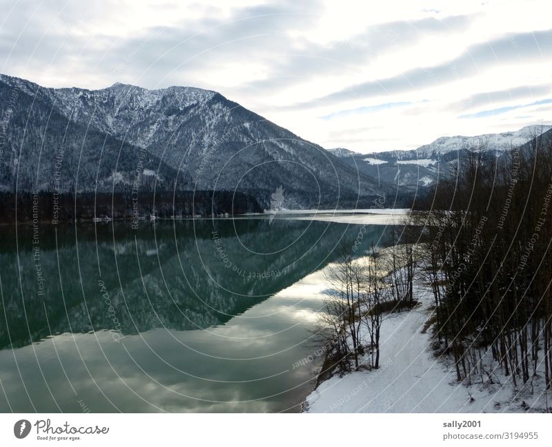 Winter at the lake... Nature Landscape Clouds Tree Alps Mountain Snowcapped peak Lake Sylvenstein memory Cold Green Calm Stagnating Frost Bavaria Relaxation