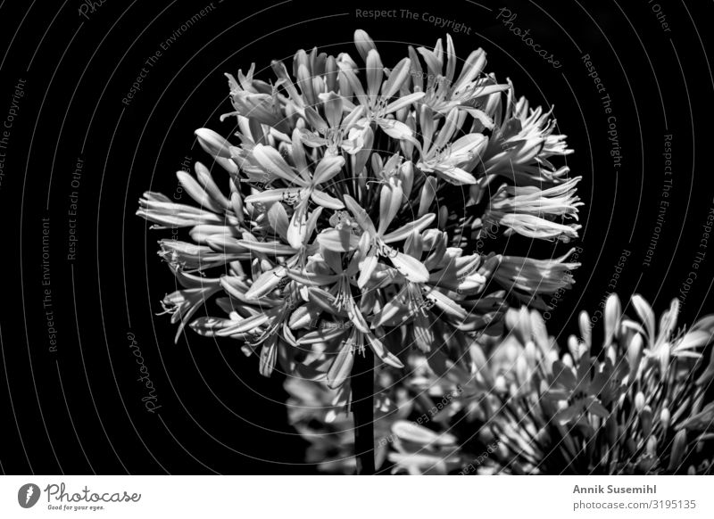 white flowers with open buds against a black background Wedding Funeral service Nature Plant Flower Bushes Blossom Garden Park Black White Power Sadness