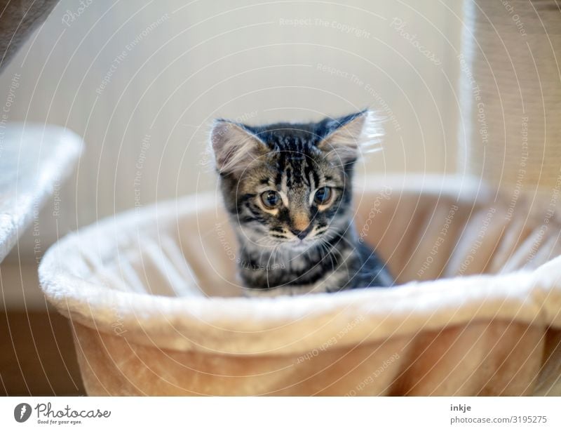 kitten Living or residing Animal Pet Cat Animal face 1 Baby animal Crouch Looking Cuddly Curiosity Cute Warmth Soft Tousled Colour photo Interior shot Close-up