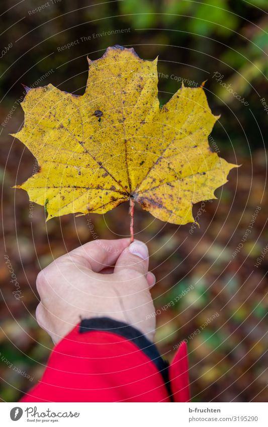 autumn Man Adults Hand Fingers 1 Human being Autumn Plant Leaf Forest Utilize To hold on Yellow Change Autumn leaves Autumnal Maple leaf Colour photo