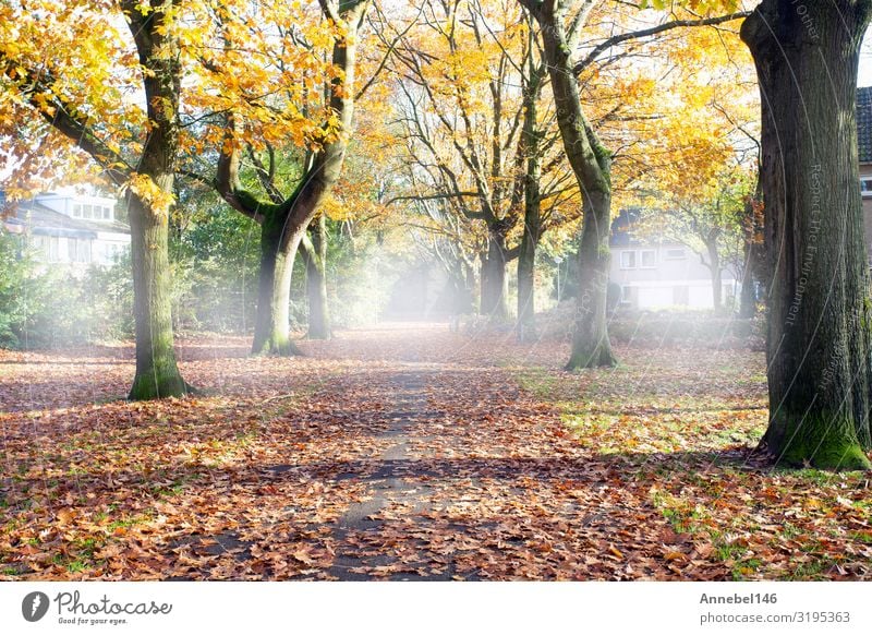 Road through the autumn forest with high trees, Beautiful Vacation & Travel Environment Nature Landscape Plant Autumn Fog Tree Grass Leaf Park Forest Street