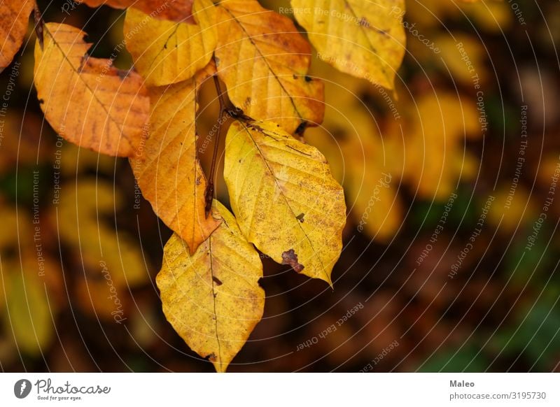 Yellow autumn leaves Autumn Background picture Beautiful Botany Bright Brown Colour Multicoloured Plant Leaf Forest Gold Nature November October Park