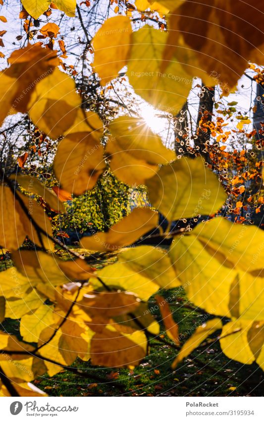 #S# Autumn yellow II Environment Nature Landscape Plant Happy Leaf Leaf canopy Tree Seasons Autumn leaves Autumnal Autumnal landscape Sun To go for a walk