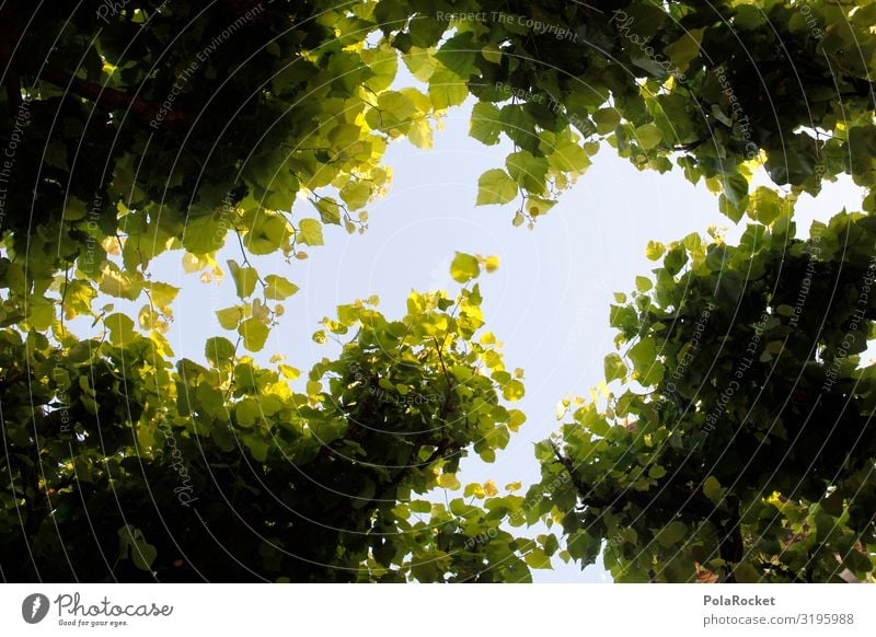 #A0# Leaf canopy Environment Nature Esthetic Tree Treetop Green Vantage point View from a window Nature reserve Love of nature Experiencing nature