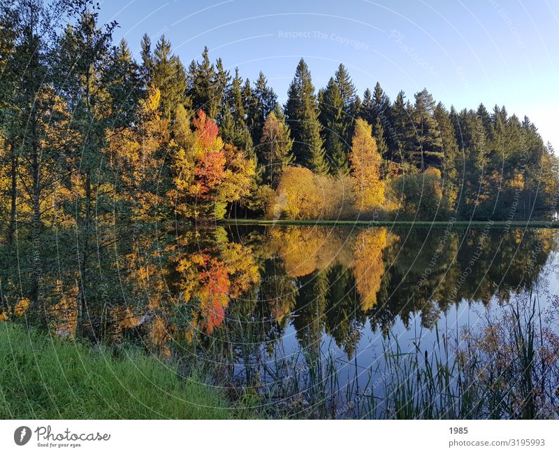 lake reflection Nature Landscape Plant Water Cloudless sky Autumn Beautiful weather Tree Grass Bushes Forest Lakeside Infinity Contentment Enthusiasm Calm