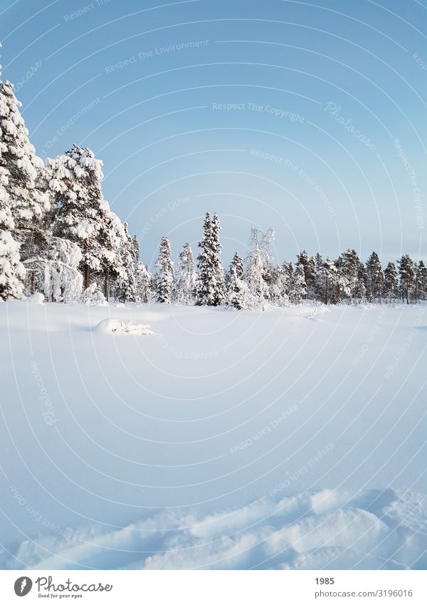 winter wonderland Winter Snow Winter vacation Hiking Nature Landscape Sky Cloudless sky Ice Frost Tree Freeze Glittering Looking Infinity Cold Natural Blue