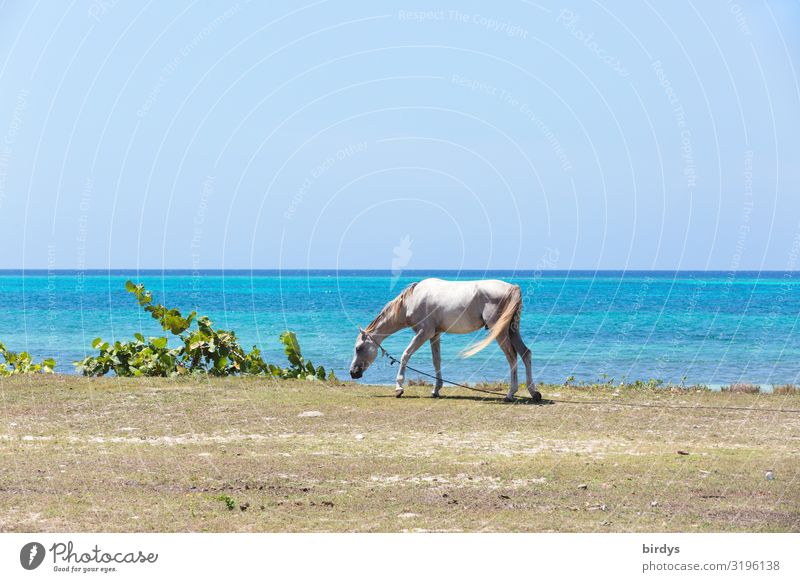 Cuban horseback break Summer Beach Nature Cloudless sky Horizon Beautiful weather Plant Coast Ocean Caribbean Farm animal Horse 1 Animal Authentic Thin Simple