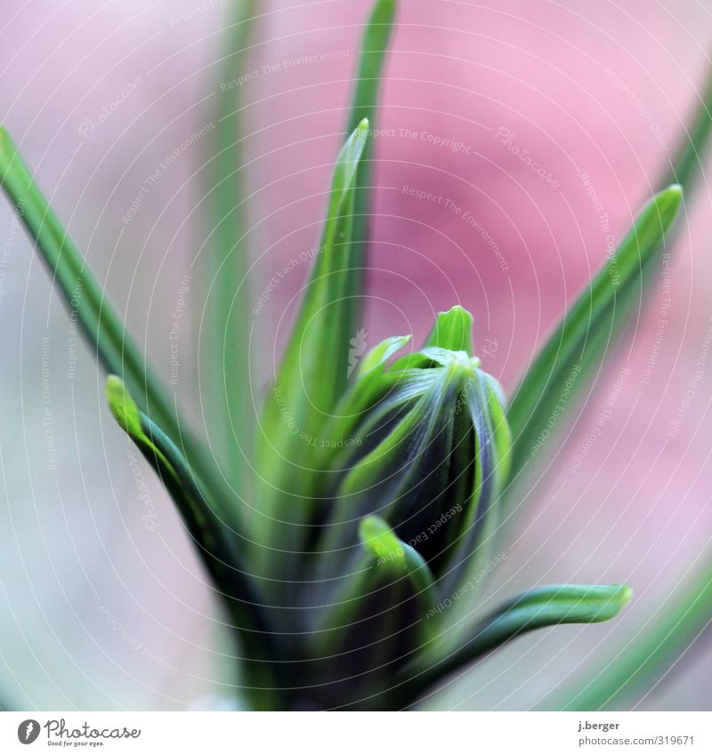 green stuff Plant Spring Grass Leaf Blossom Foliage plant Wild plant Garden Esthetic Exceptional Green Red Colour photo Exterior shot Close-up Detail