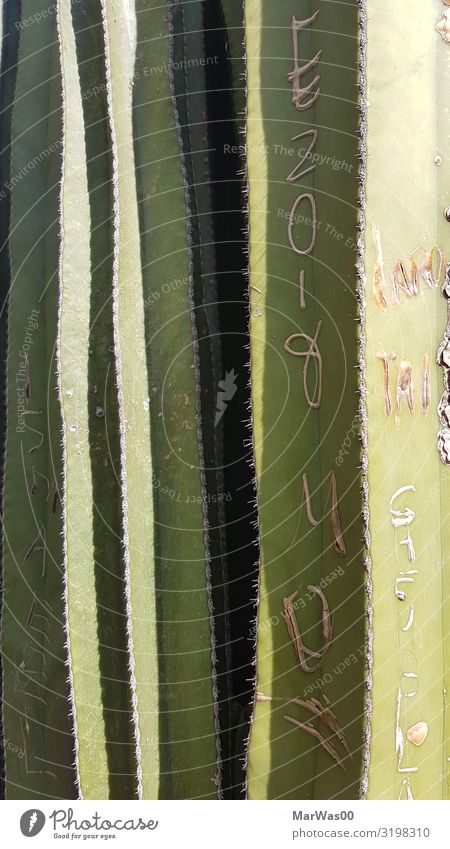My big green cactus Summer Nature Plant Drought Cactus Park Characters Exotic Point Green Carve cut pointy Thorny Scar immortalize sb./sth. Colour photo