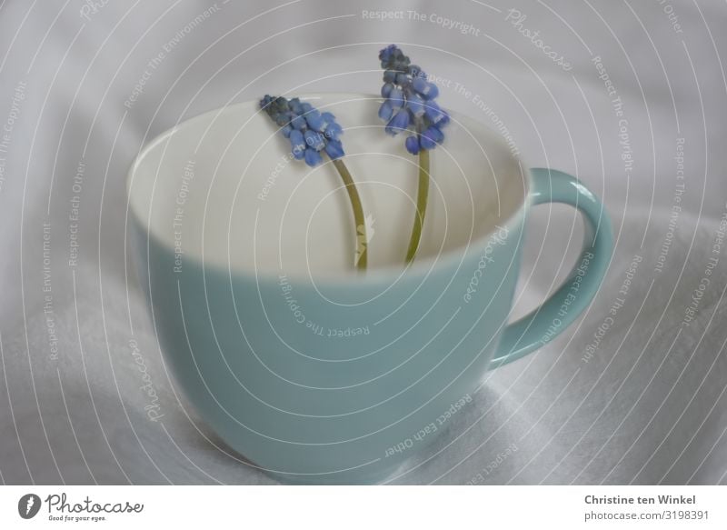 turquoise cup with two blue grape hyacinths on light fabric background Cup Mug Plant Flower Blossom Muscari Esthetic Exceptional Fragrance Happiness