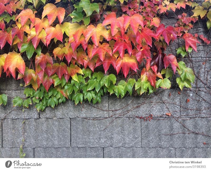 Autumn discolored wild vine on a wall Nature Plant Leaf Foliage plant Virginia Creeper Wall (barrier) Wall (building) Near naturally pretty Wild Multicoloured