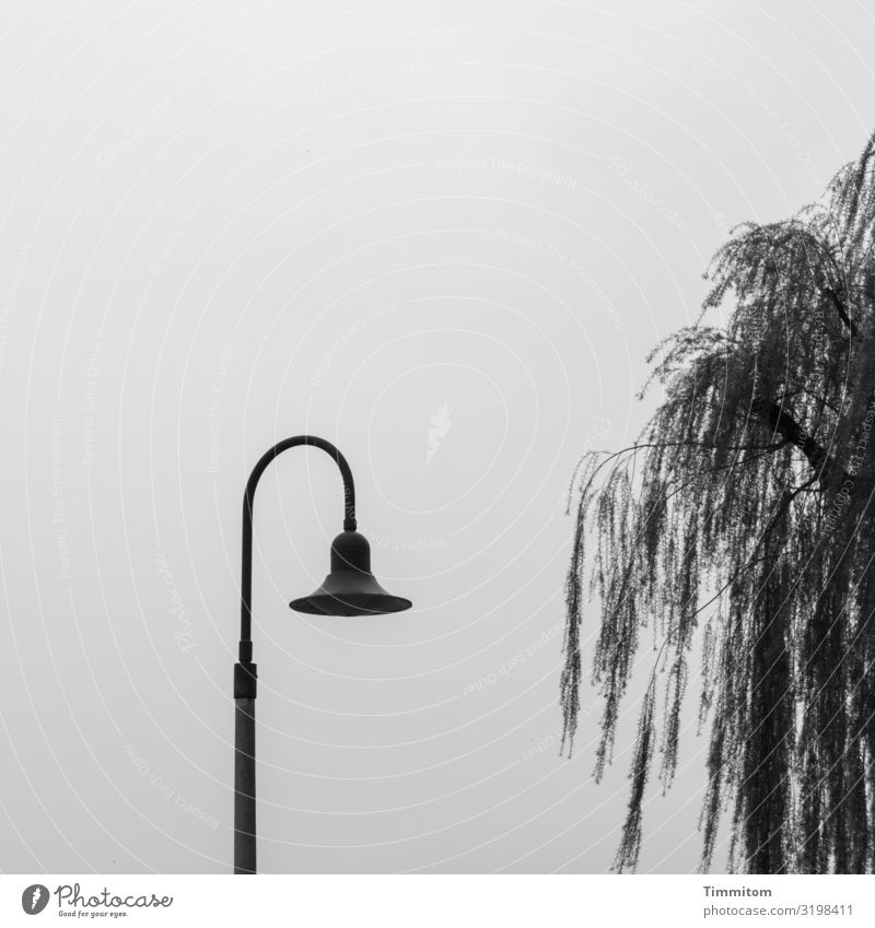 AST 7 | Lamp loves tree Vacation & Travel Environment Nature Tree Lake Lake Constance Metal Stand Wait Esthetic Blue Gray Black Colour photo Subdued colour
