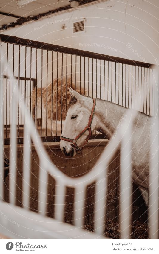 White horse waiting on the stable Sports Animal Building Farm animal Horse 1 Wood Stable equestrian head row gate barn window Stall Ranch boarding harness