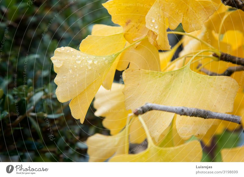 Yellow gingko leaves Environment Nature Plant Autumn Leaf Green Happiness Peace Hope Inspiration Colour photo Exterior shot Deserted Copy Space left Day