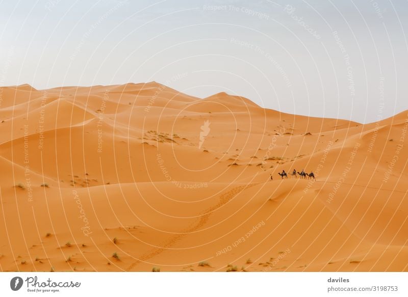 Beautiful desert landscape and caravan of camels crossing the scene in the background. adventure africa african animal arab arabian arabic bedouin blue cameleer