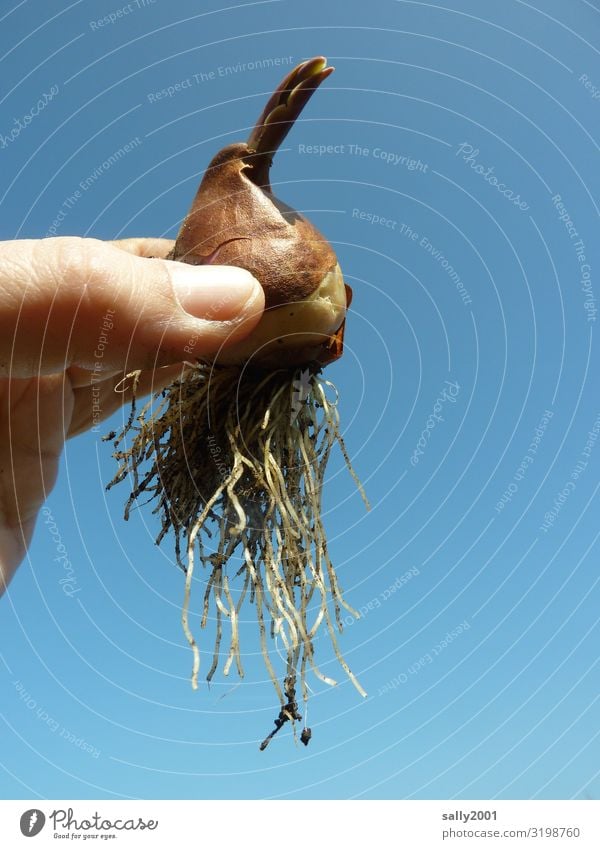 Flower bulb with root system... roots Earth Onion implant Gardener by hand Root work Summer stop plants Sky Blue clear Nature do gardening implement Gardening