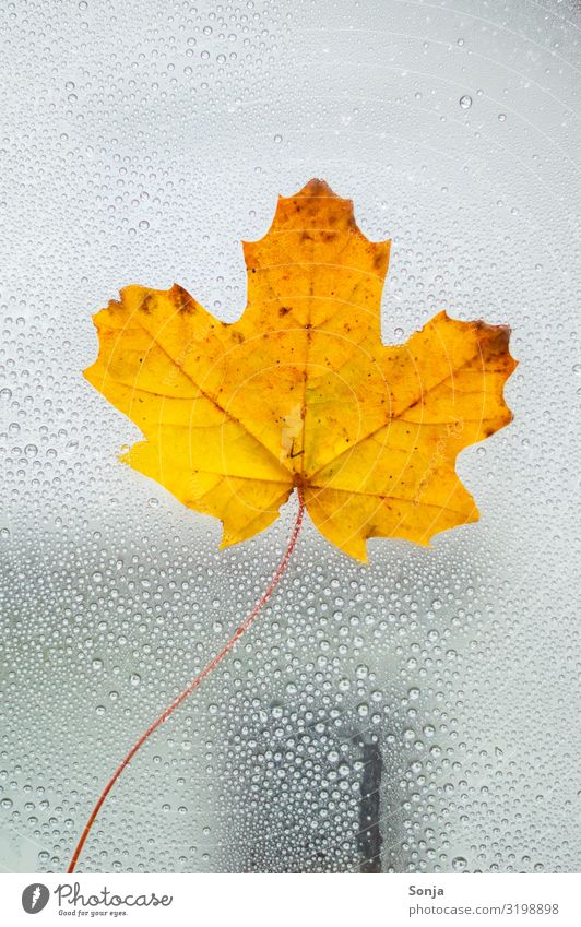 Window pane with yellow leaf and raindrops Lifestyle Drops of water Autumn Winter Climate change Bad weather Rain Leaf Dark Wet Natural Emotions Loneliness