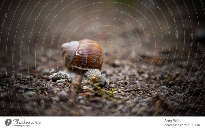Snail in focus Animal 1 Stone Diligent Adventure Time Target Colour photo Exterior shot Close-up Detail Macro (Extreme close-up) Isolated Image Day