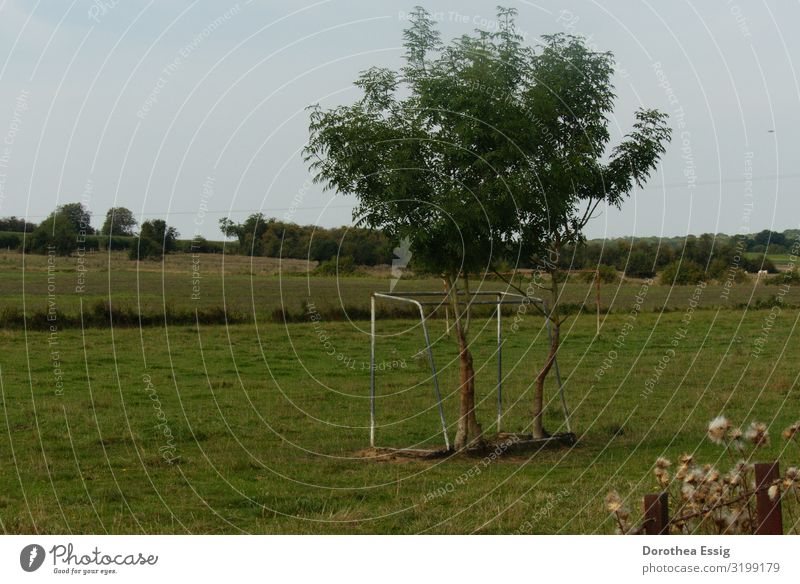 Tree grows through football goal in a meadow Nature Summer Meadow Field France Deserted Reconquest by nature Whimsical Soccer Goal Colour photo Exterior shot