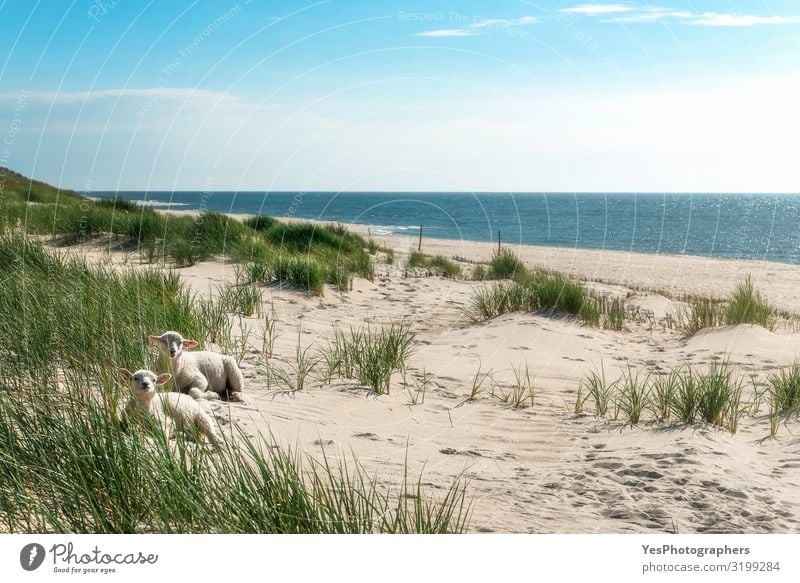 Summer beach landscape with tall grass and lambs at North Sea Vacation & Travel Summer vacation Sun Sunbathing Beach Island Nature Landscape Animal Sand Sunrise