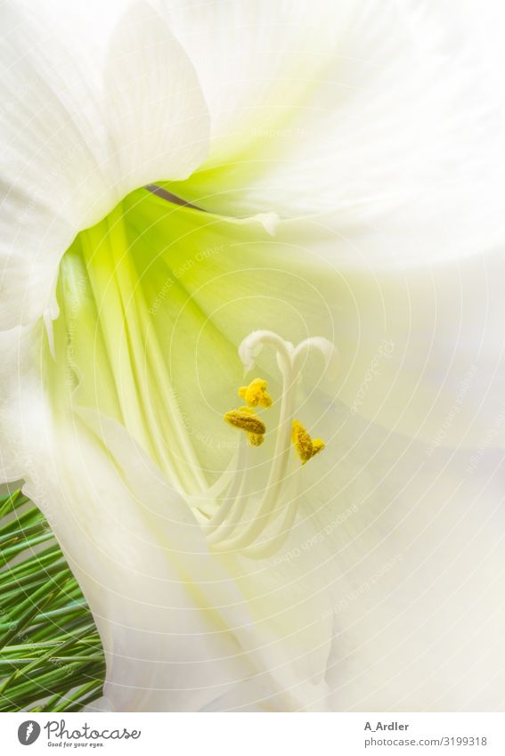 white belladonna (Amaryllis belladonna) Nature Plant Blossom Exotic Lily Lily blossom Esthetic Exceptional Elegant Fresh Glittering Bright Beautiful Uniqueness