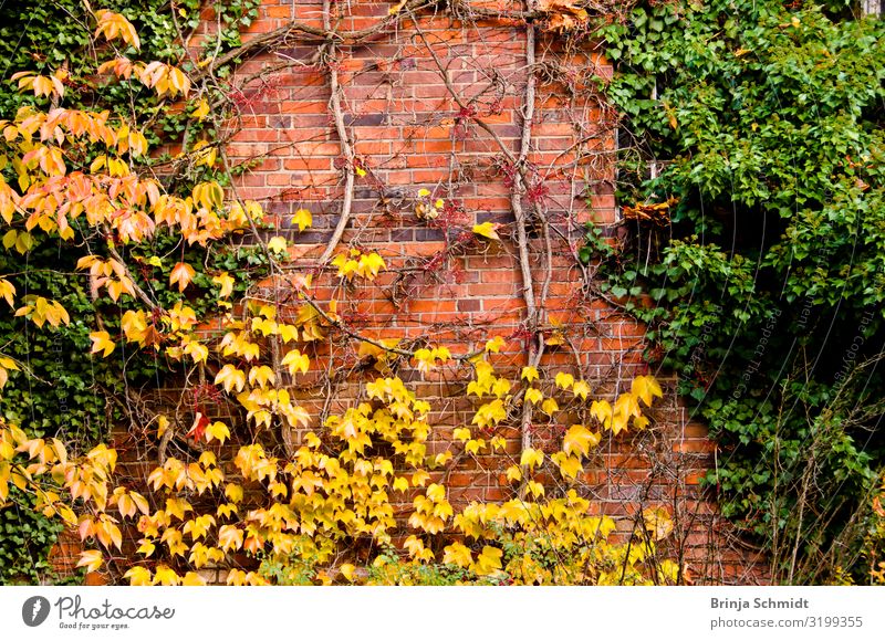 An old wall covered with ivy and wine Nature Plant Autumn Beautiful weather Wall (barrier) Wall (building) Old Observe To fall To hold on Faded To dry up Growth