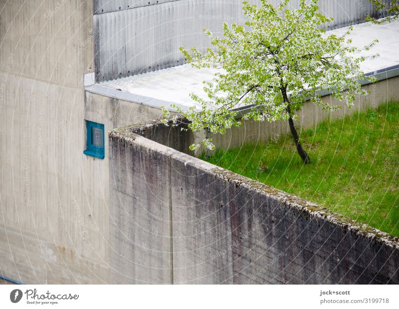 grey concrete around green spot Spring Tree Floodgate Concrete Growth Above Gloomy Unwavering Protection Survive Weathered Green space Concrete wall Boundary