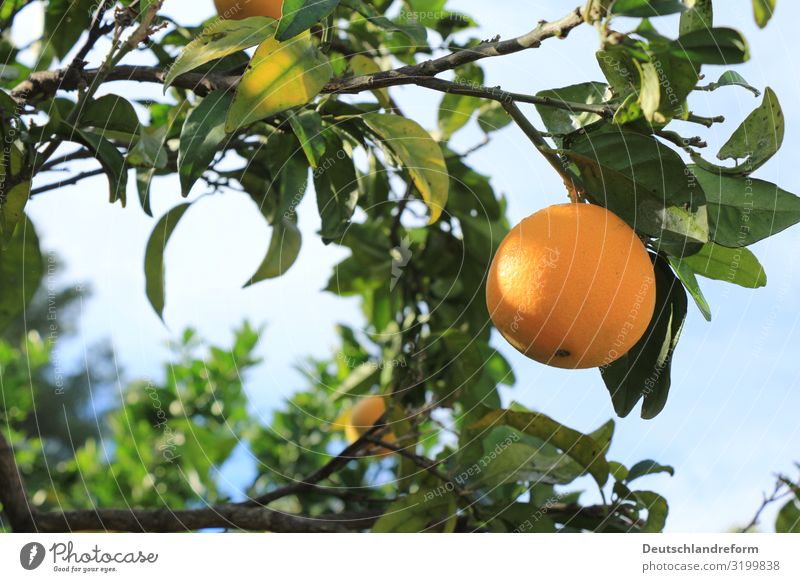 orange Nature Sky Sunlight Tree Leaf Agricultural crop Fresh Healthy Natural Round Juicy Sour Sweet Blue Brown Green Orange Colour photo Exterior shot Day