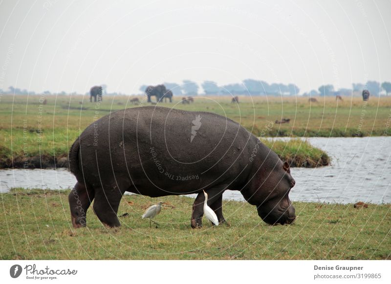 Hippo in Chobe National Park in Botswana Beverage Vacation & Travel Tourism Adventure Safari Environment Nature Landscape Climate Climate change Animal