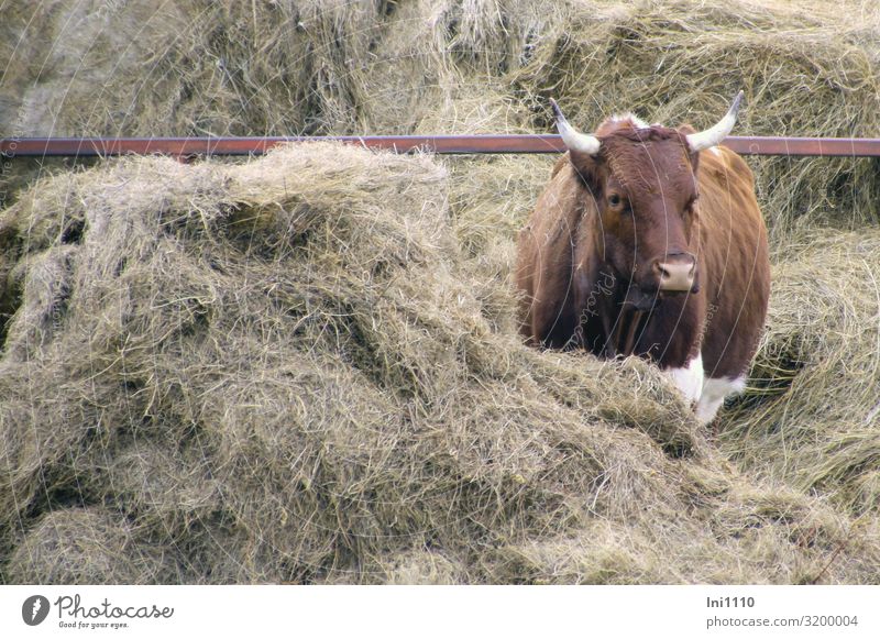 Cow, red coloured Agriculture Forestry Pet Farm animal 1 Animal Brown Gray Red White Bright red Hay To feed Antlers Looking Middle Feed Sufficient