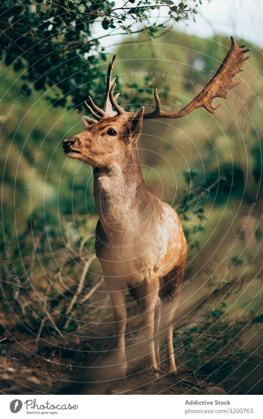 Elk standing in countryside Nature To feed Antlers Mammal Chew Wild Animal Environment Wilderness Living thing Ecological Habitat Deserted Herbivore Man Pasture