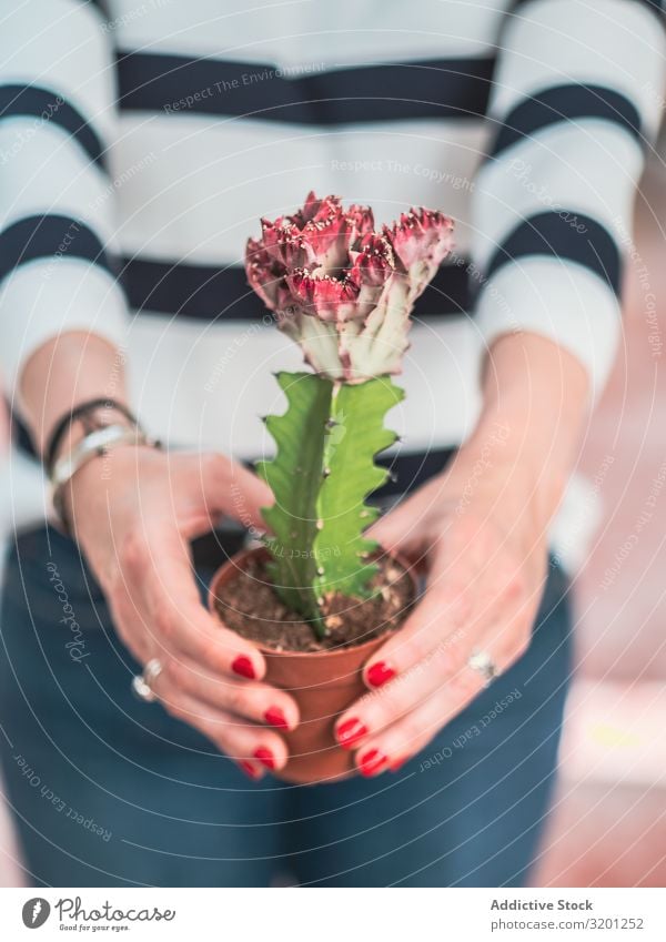 Female hands with blooming cactus plant Cactus Flower Woman Red White Top potted Plant Green Thorny spiky Beautiful Blooming Adults Human being Manicure Hand