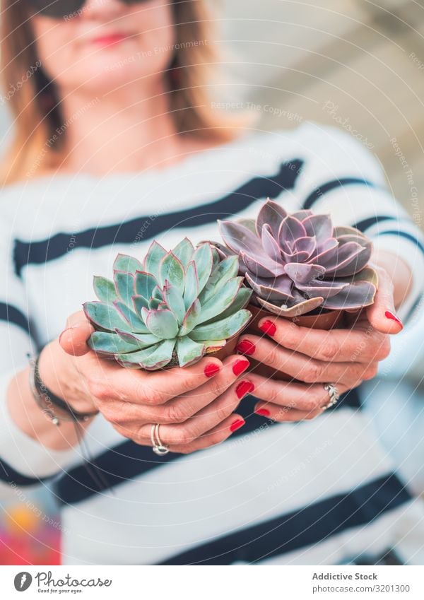 Female hands with beautiful gray succulent Cactus Plant echeveria Gray Hand Woman Succulent plants Flower potted Houseplant Adults Human being Manicure