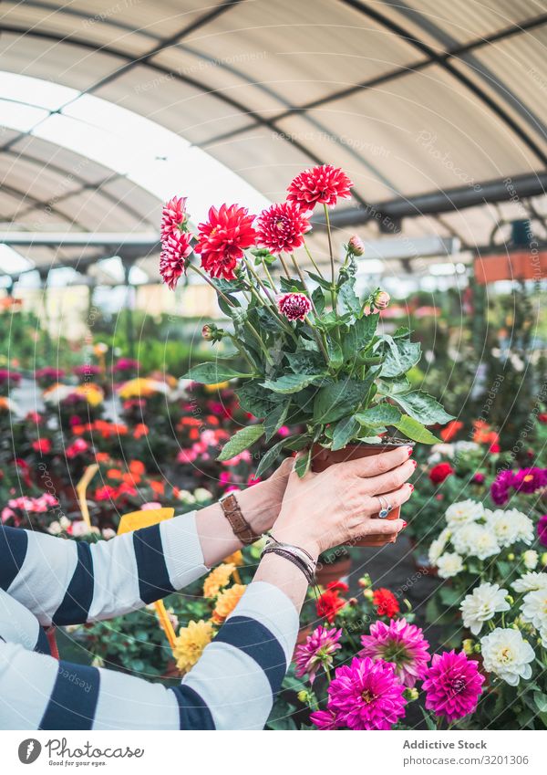 Female holding potted red flowers on market Flower Red Hand Chrysanthemum Blooming Woman Pot Greenhouse Markets Plant Adults Human being Hold Study Customer