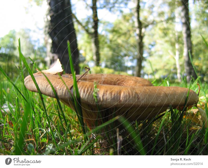giant mushroom Autumn Forest Meadow Mushroom Close-up Macro (Extreme close-up)