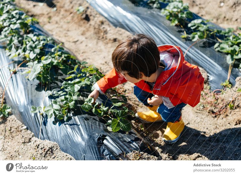 Child touching leaves in bushes in garden bed Garden enjoying picking Plant Green Leaf Nature Organic Agriculture Cute Harvest Beautiful Mature Sweet Infancy