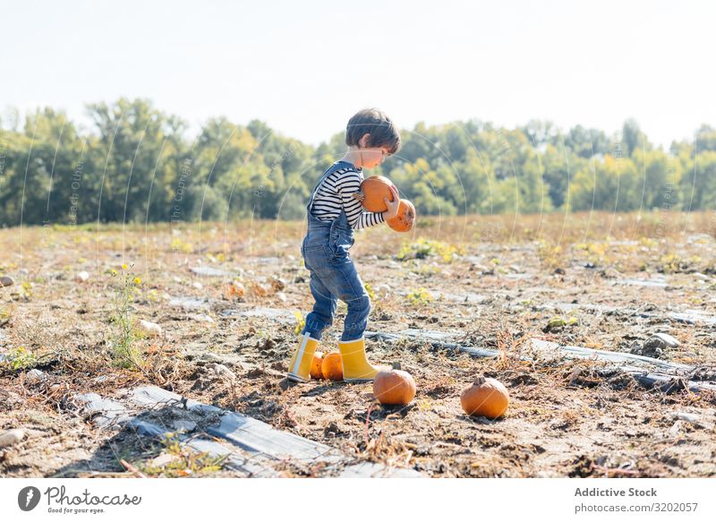 Child in denim overalls collecting pumpkins in yard Pumpkin picking Orange enjoying Nature Organic Cute Harvest Beautiful Mature Infancy Leisure and hobbies