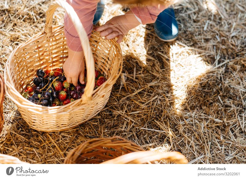 Child picking berries in wicker basket Strawberry Basket Redcurrant Garden enjoying Plant Green Nature Organic Agriculture Cute Harvest Beautiful Mature Sweet