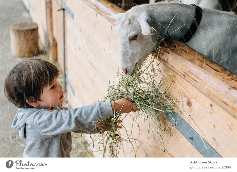 Child extending dry grass to goats in yard Goats Feeding Leisure and hobbies Natural Cheerful Rural Growth Lifestyle enjoyment Delightful Village Beautiful