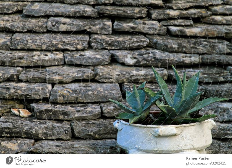 Pot plant in front of slate wall Plant Foliage plant Alberobello Wall (barrier) Wall (building) Growth Sharp-edged Point Gray Green White Safety (feeling of)